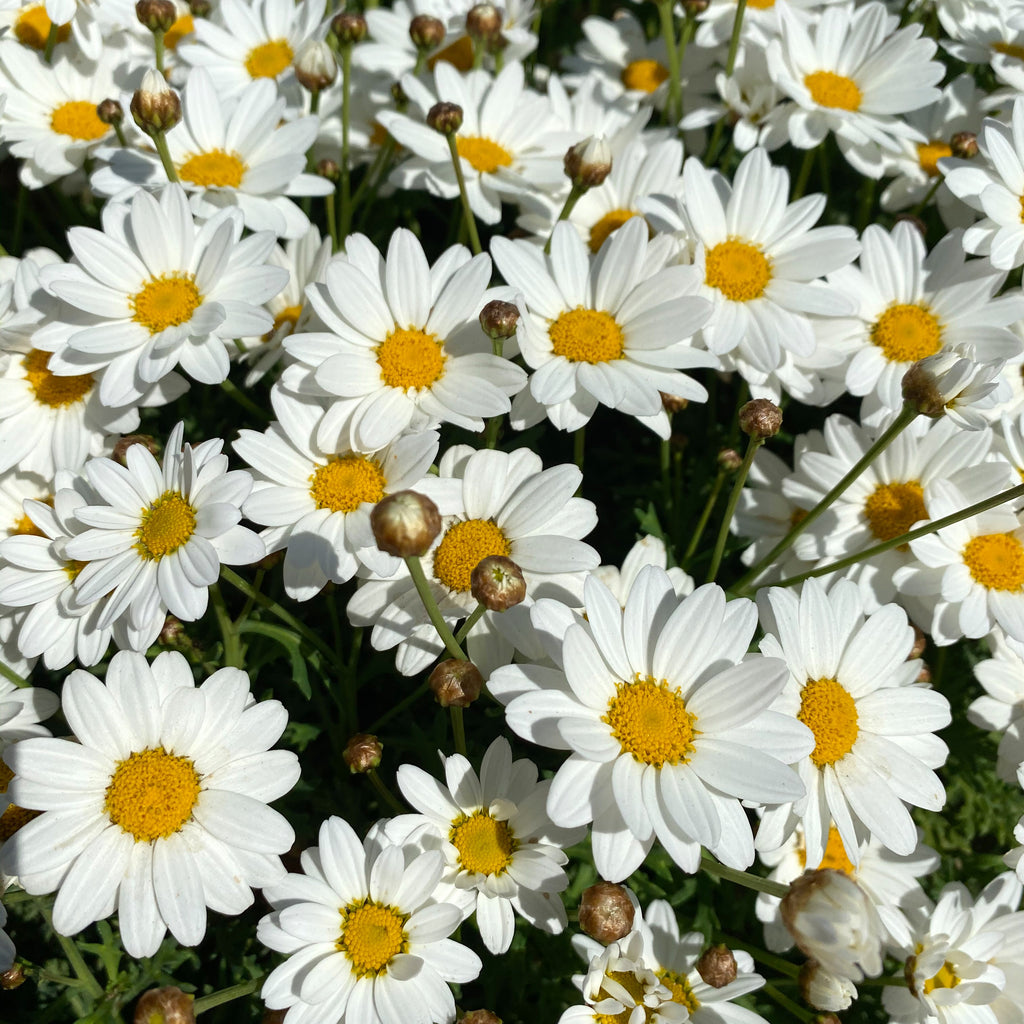 Here’s our top 5 reasons why Vegan skincare is for you!