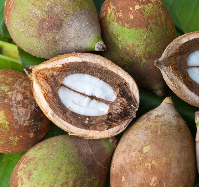 Babassu oil is our latest obsession and here’s why!