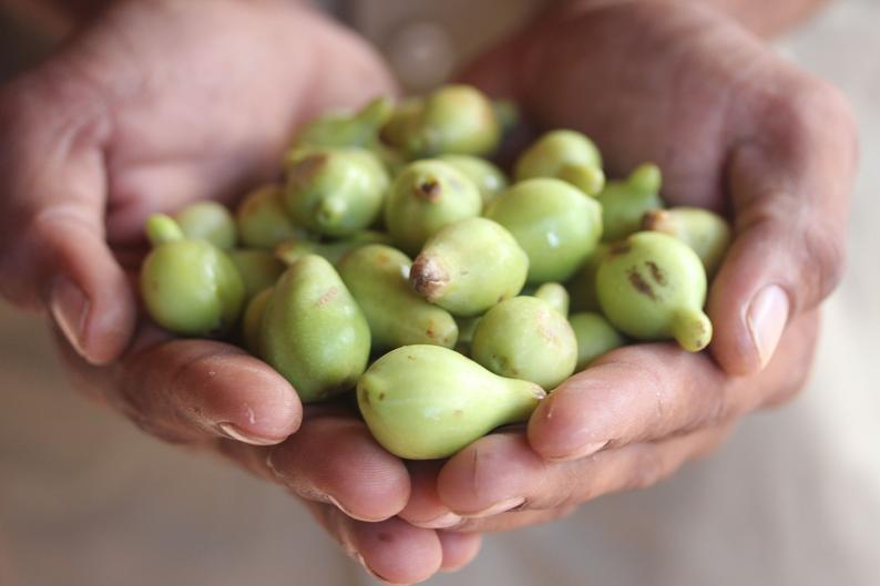 Aussie Native Fruits like Pink Lilly Pilly Berries, Gumbi Gumbi Apricots and Kakadu Plums are super stars in the Flower Power Kingdom of Skincare.