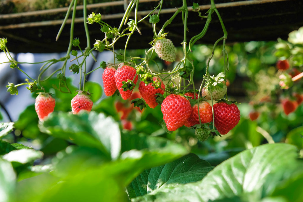 Strawberry juice combined with Helichrysum blossoms are the newest Vegan skincare stars for 2021