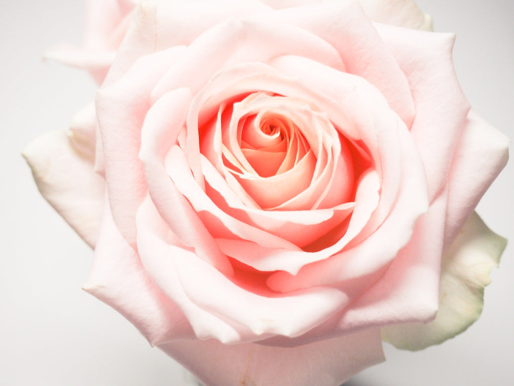 How to make triple infused crystal rose water at home in 8 simple steps!